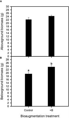 PGPR Reduce Root Respiration and Oxidative Stress Enhancing Spartina maritima Root Growth and Heavy Metal Rhizoaccumulation